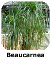 Beaucarnea